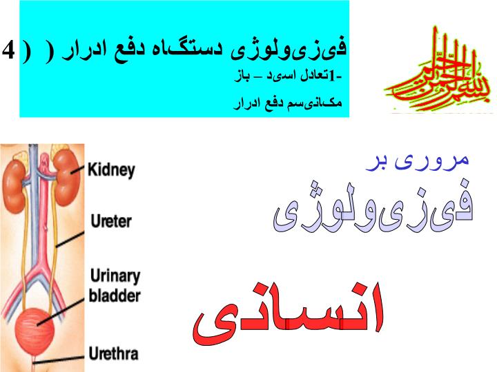 پاورپوینت فیزیولوژی دستگاه دفع ادرار