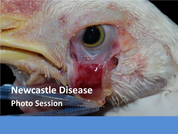 پاورپوینت بیماری نیوکاسل