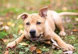 پاورپوینت جایگاه حقوق حیوانات