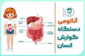 پاورپوینت  دستگاه گوارش