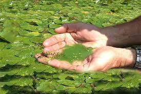 پاورپوینت جلبکها