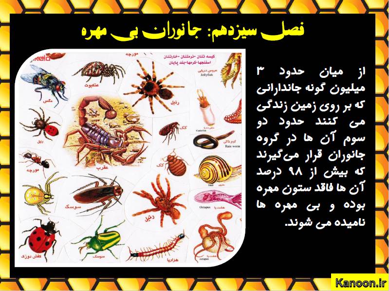 پاورپوینت فصل سیزدهم علوم پایه نهم (جانوران بی مهره )