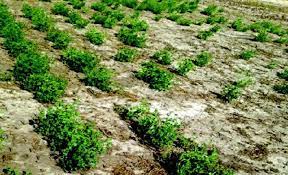 پاورپوینت  تنش شوری